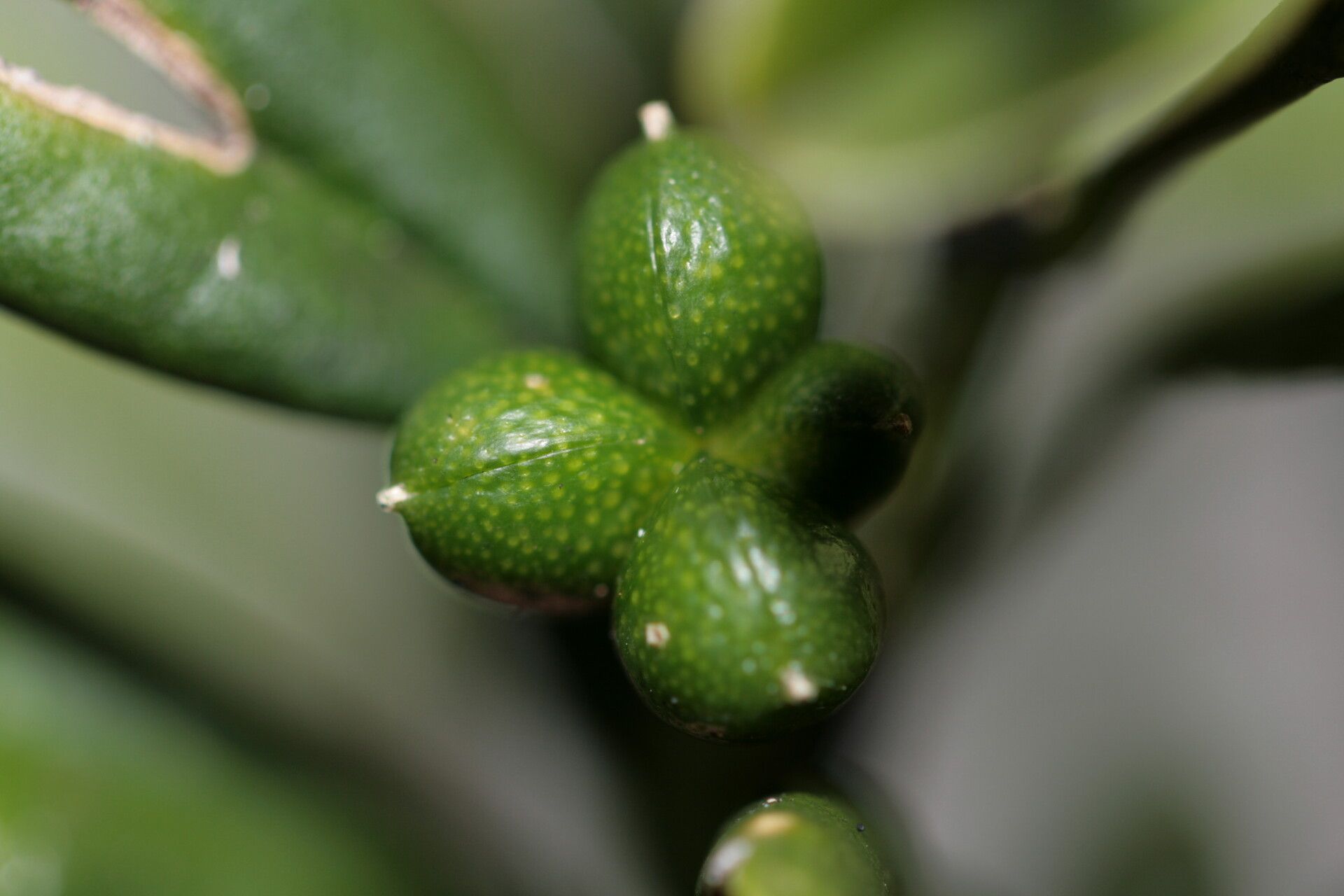 Acronychia emarginata fruit