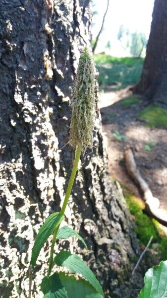 Phyteuma nigrum fruit