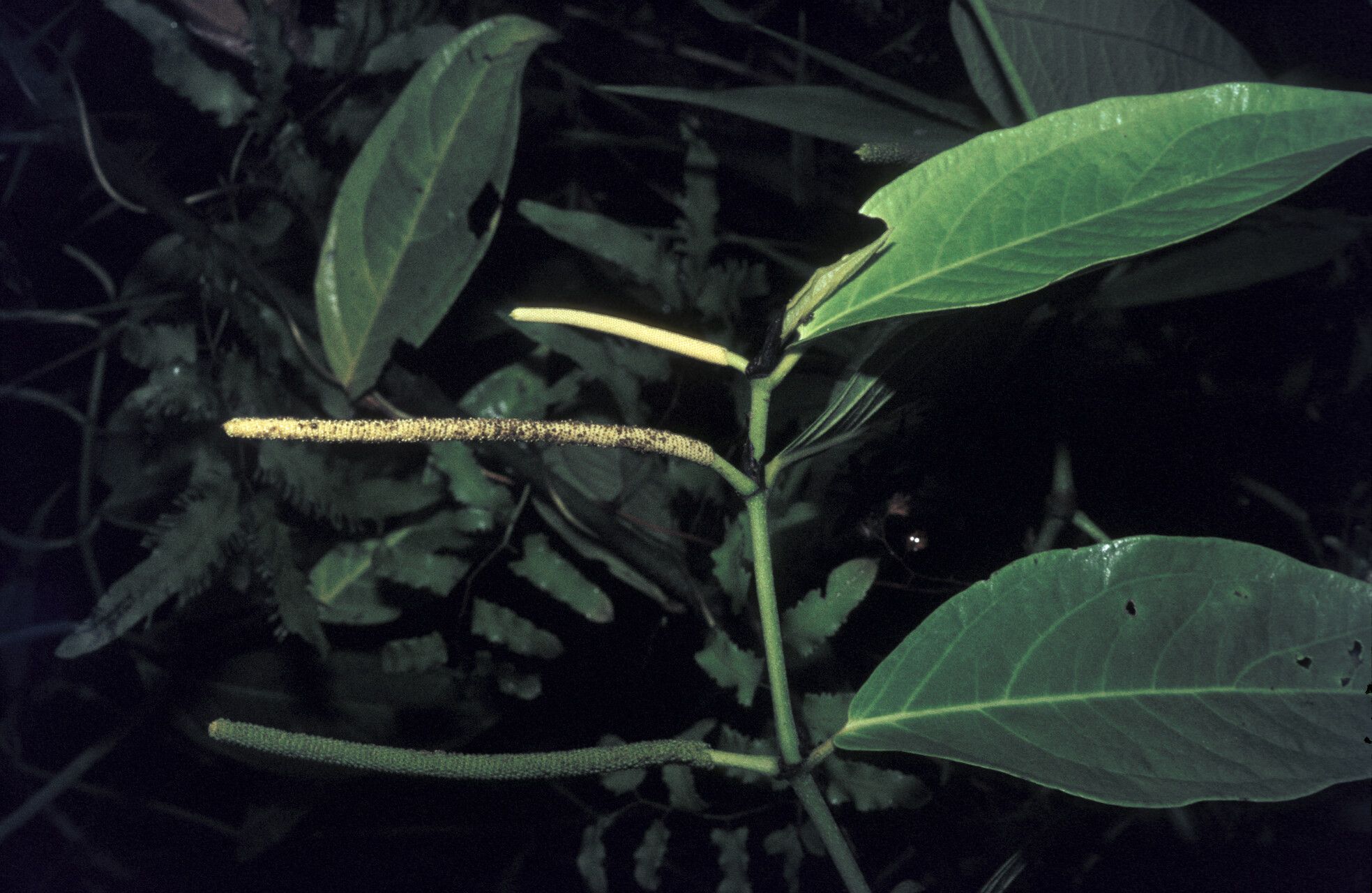Piper hostmannianum flower