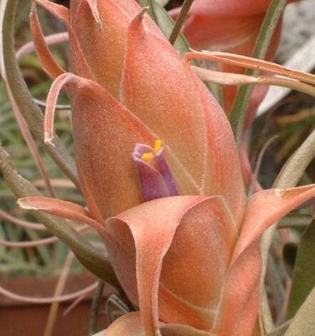 Tillandsia pseudooaxacana — houseplant care guide