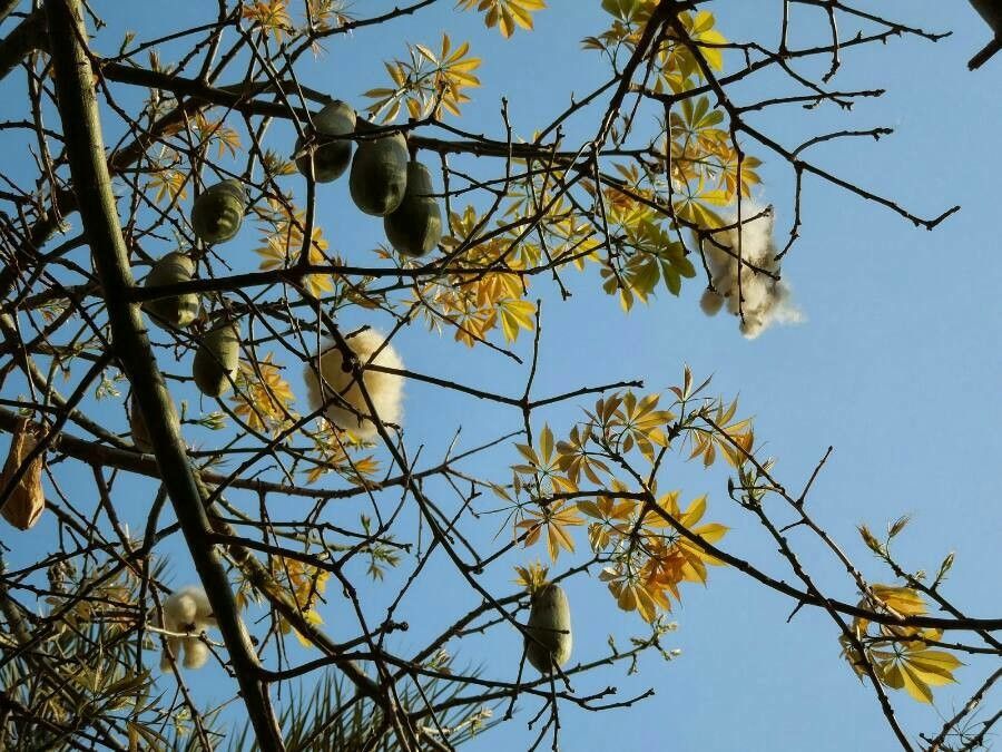 Ceiba pentandra fruit