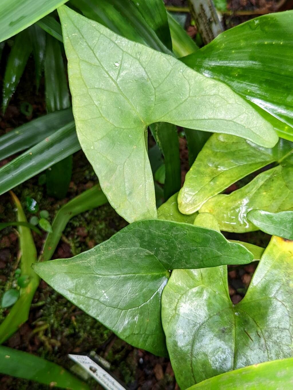 Anthurium berriozabalense leaf