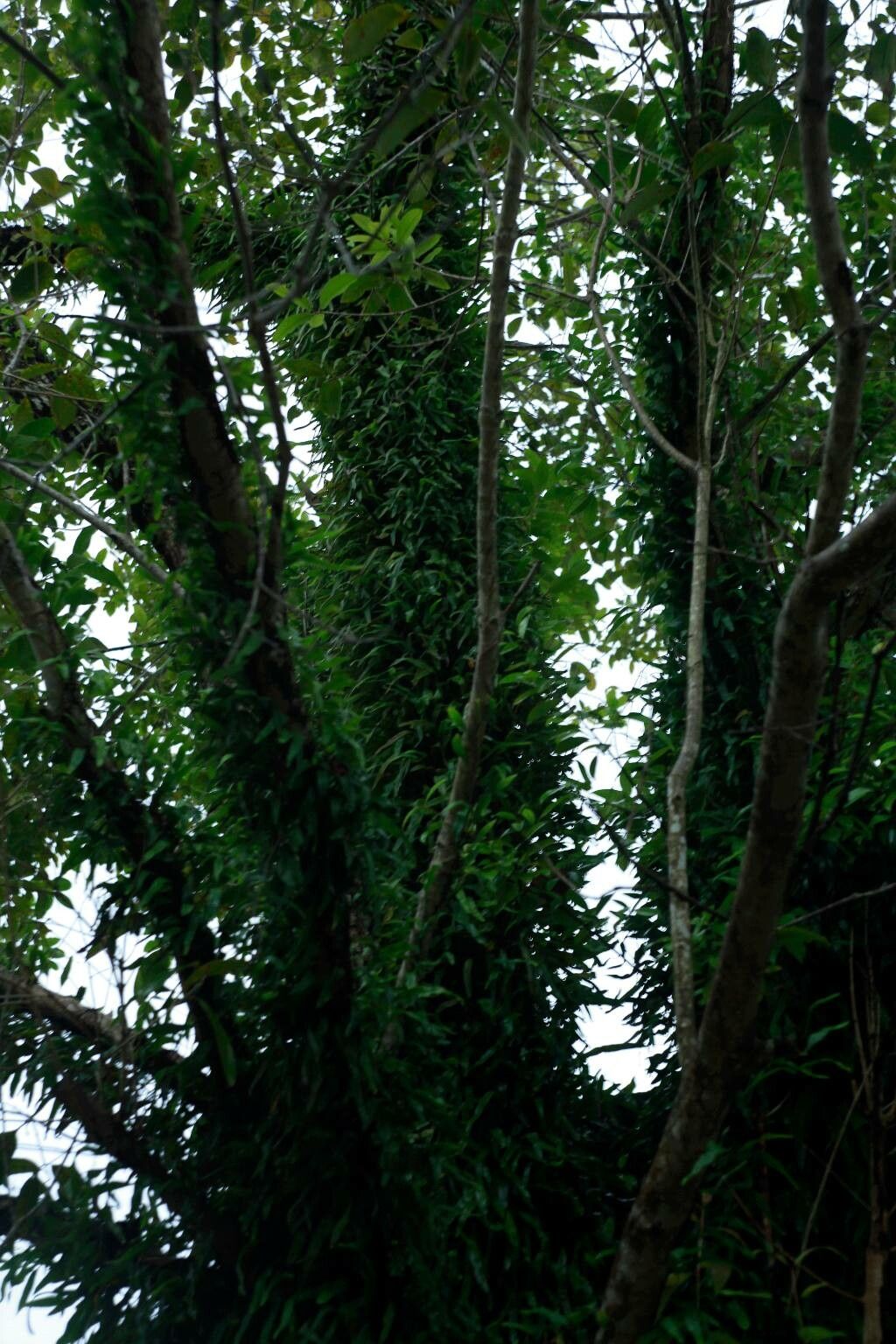 Loxogramme salicifolia habit