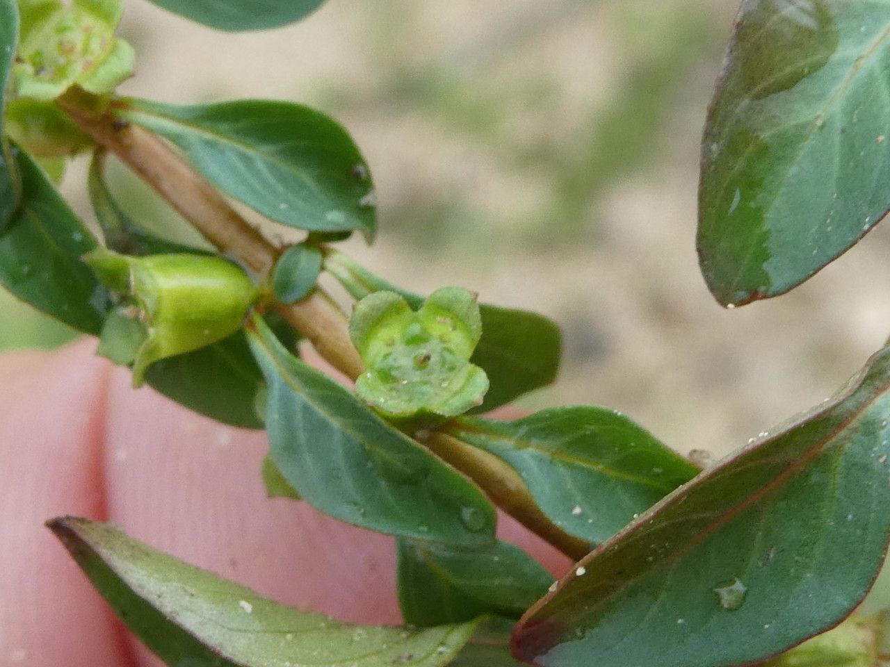 Ludwigia palustris leaf