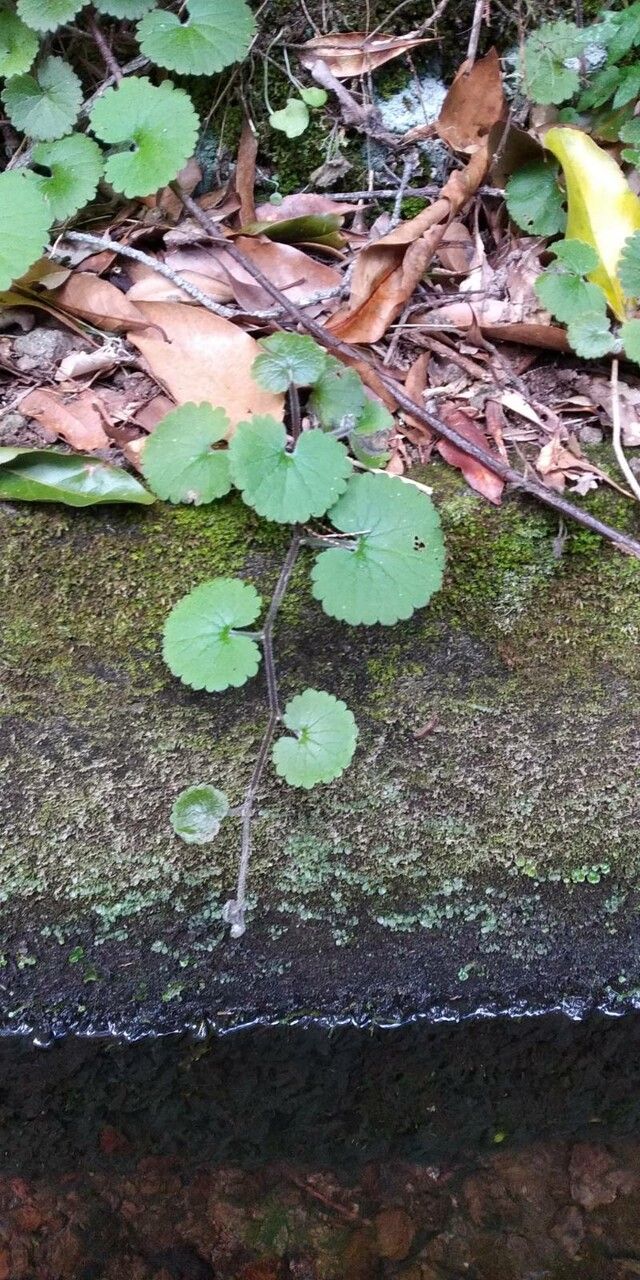 Sibthorpia peregrina — related species from the same genus