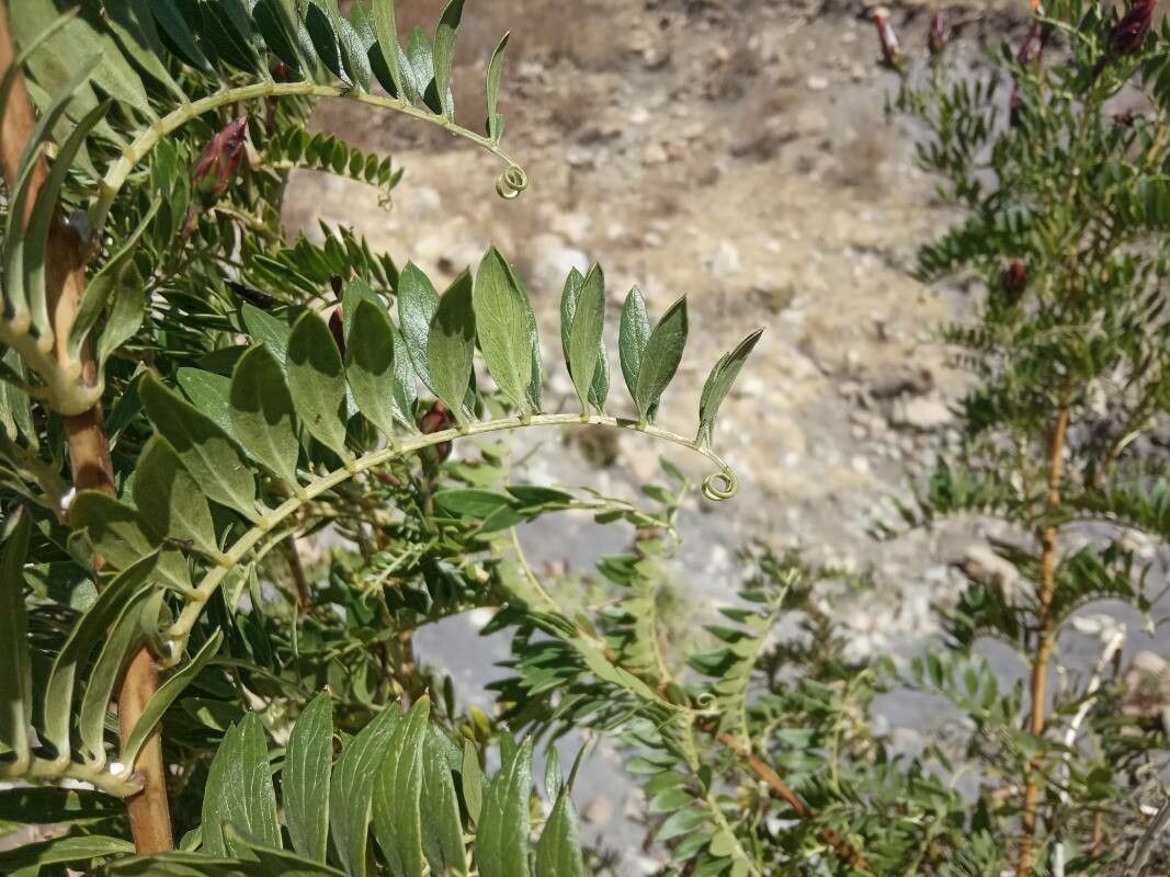 Mutisia acuminata — related species from the same genus