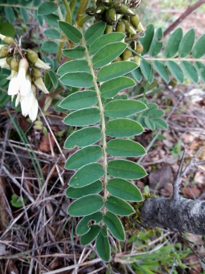 Erophaca baetica leaf