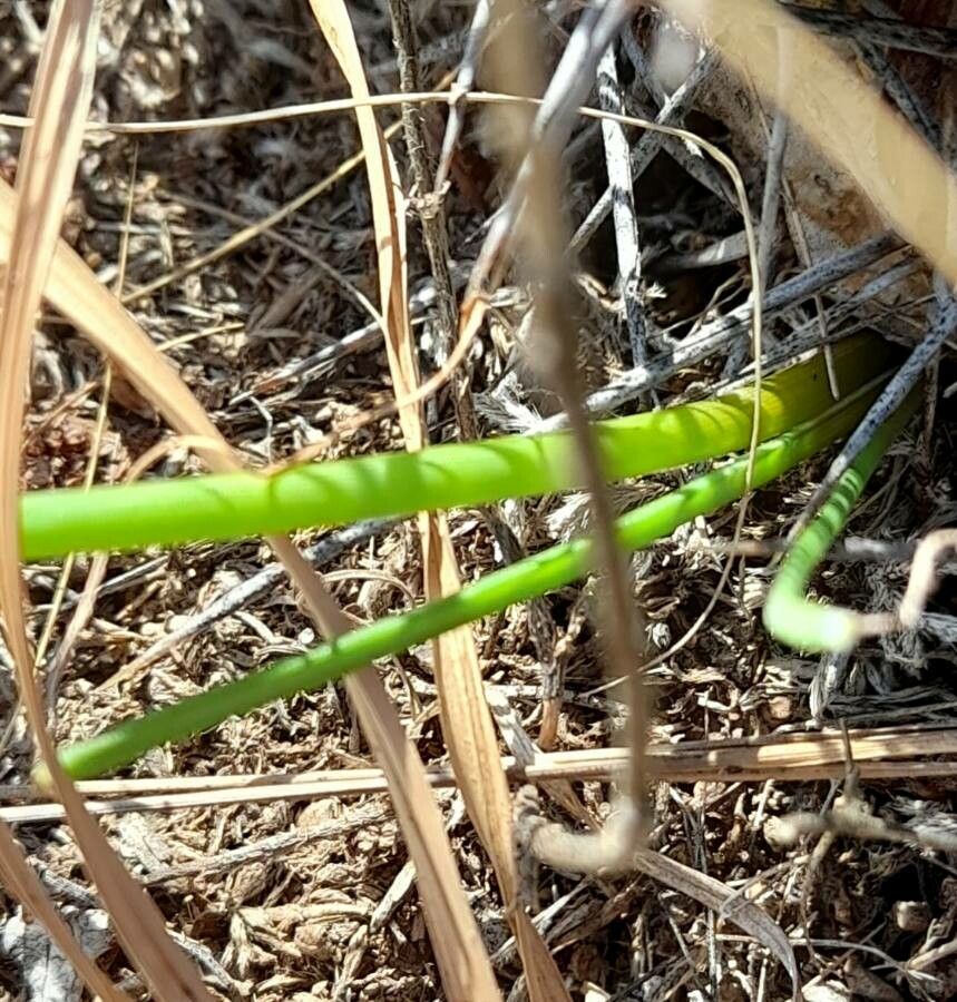 Zephyranthes filifolia — houseplant care guide