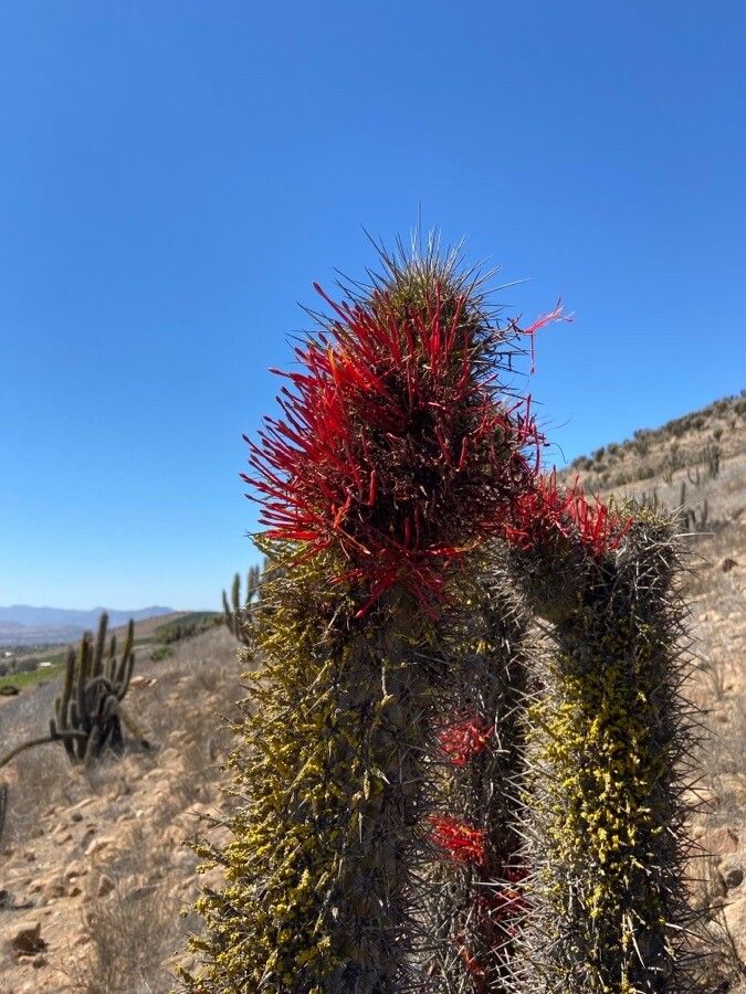 Tristerix aphyllus — houseplant care guide