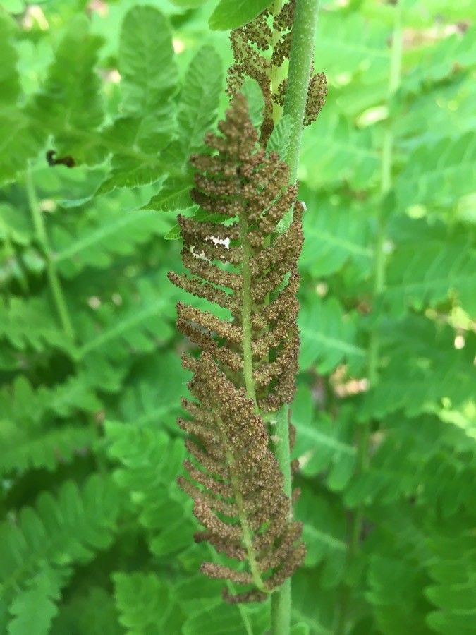 Osmunda claytoniana flower