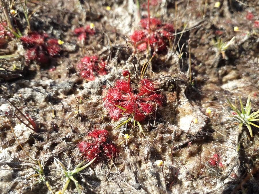 Drosera sessilifolia leaf