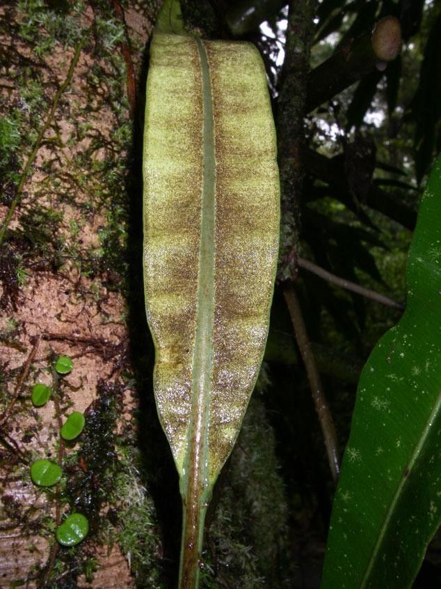Elaphoglossum latifolium leaf