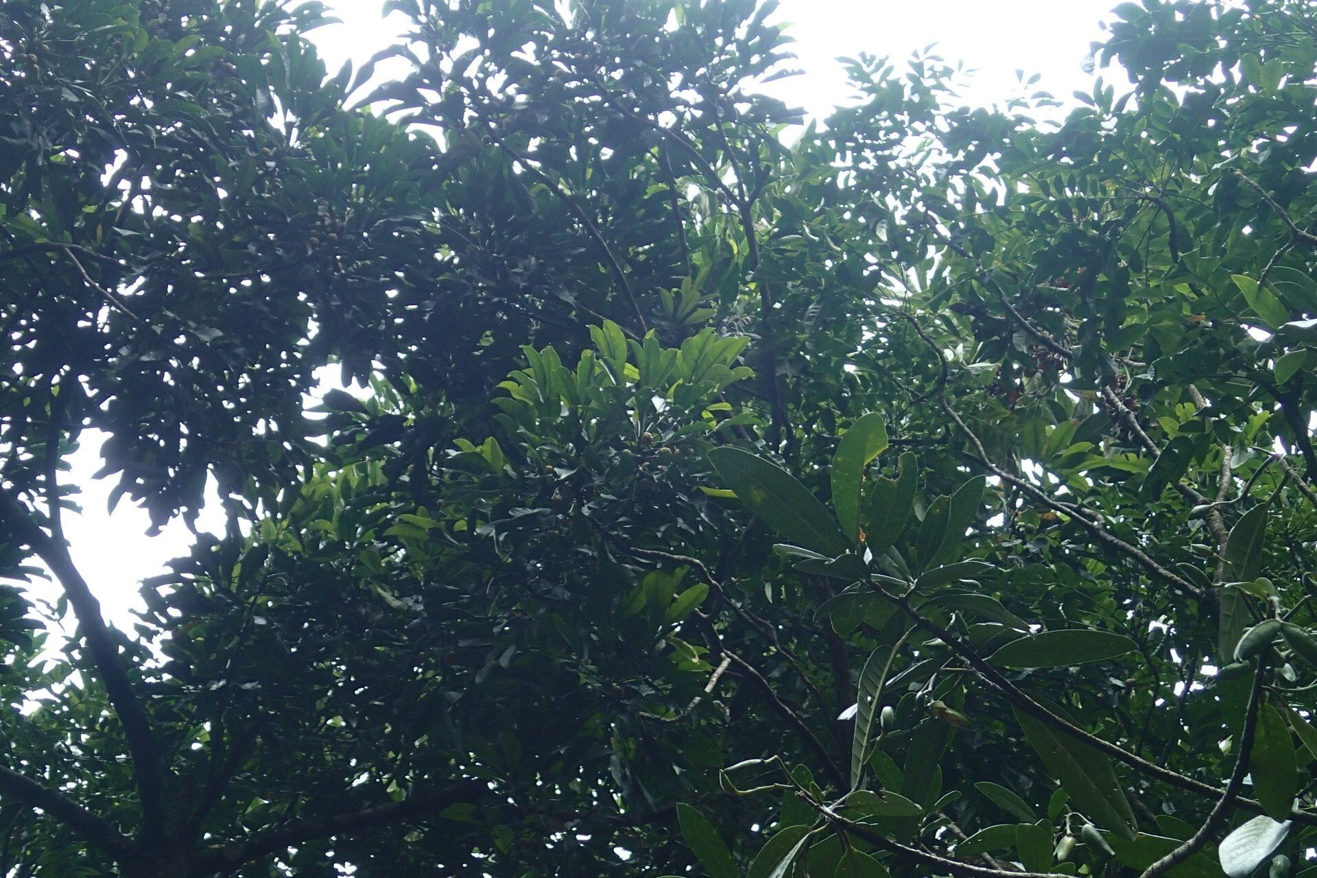 Dutailliopsis gordonii habit