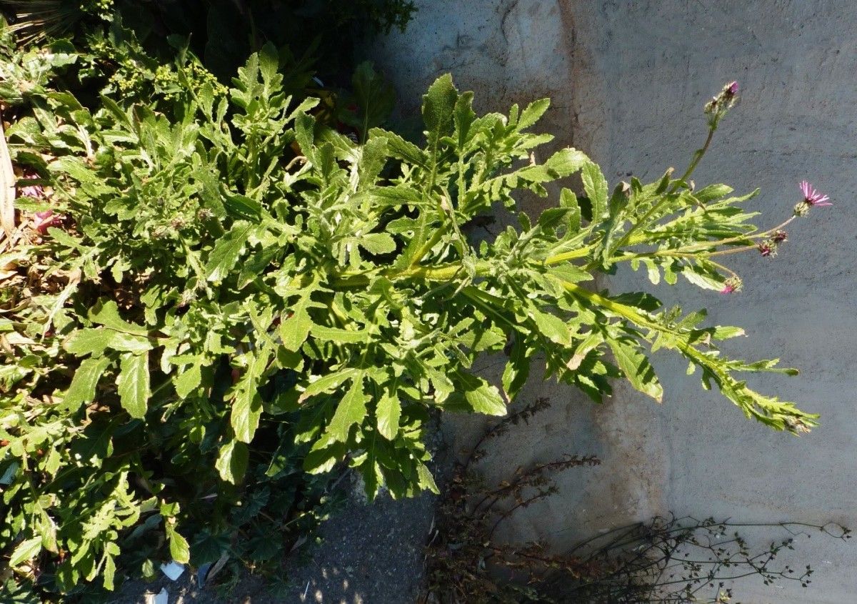 Volutaria lippii leaf