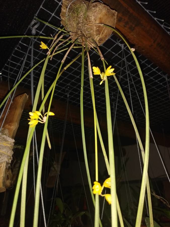 Octomeria juncifolia — houseplant care guide