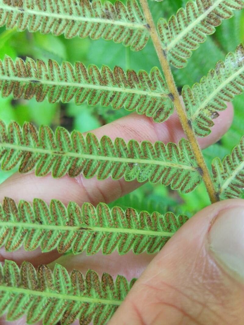 Sphaerostephanos unitus fruit