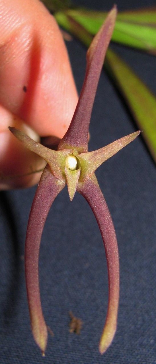 Cryptocentrum latifolium — search result for 'Orchidaceae'