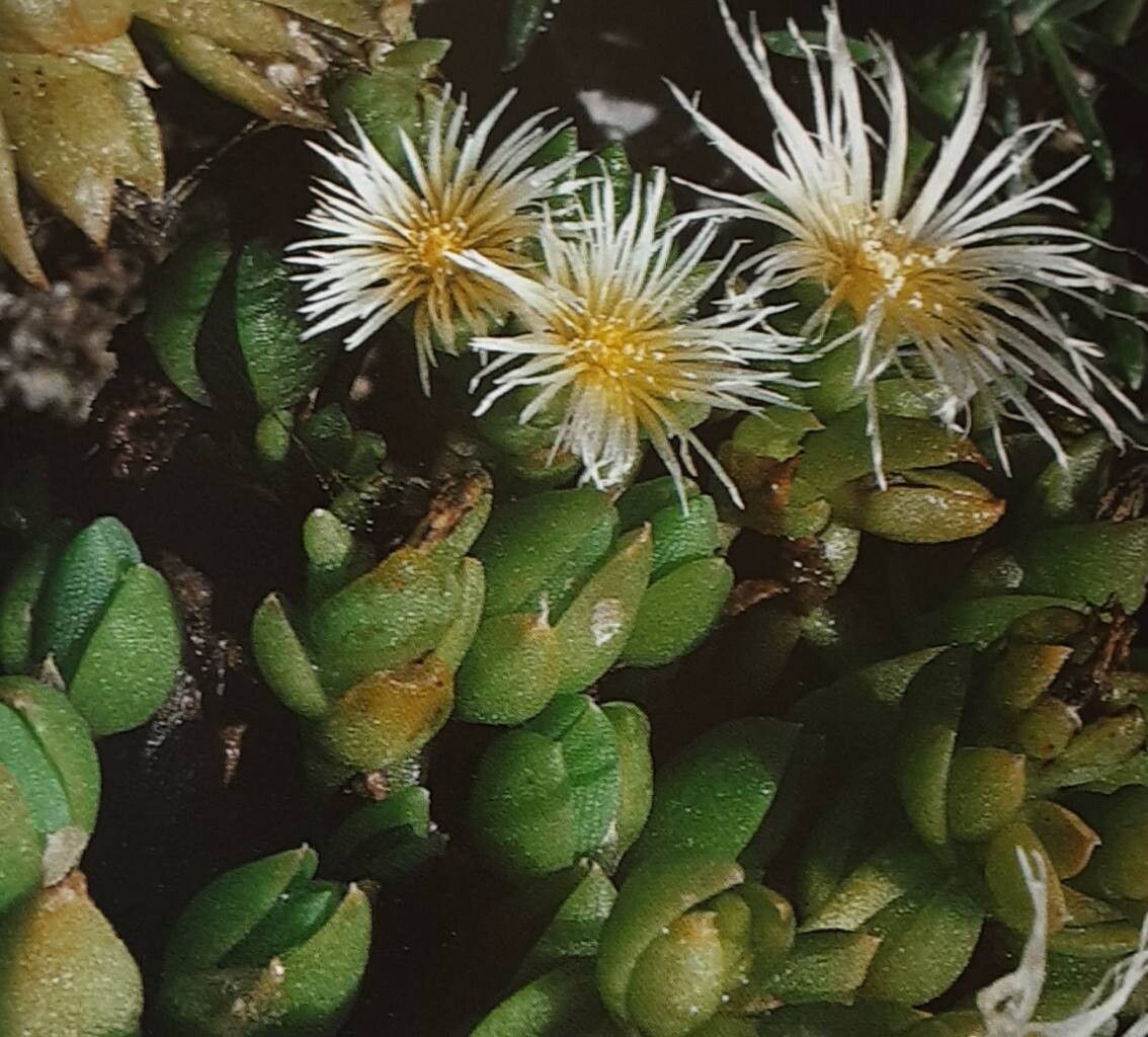 Mesembryanthemum tortuosum flower