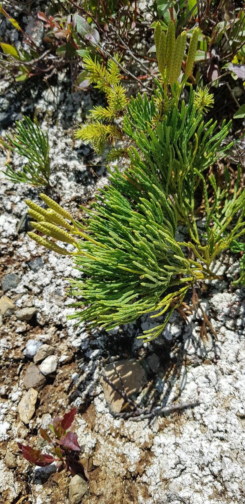 Lycopodium tristachyum habit