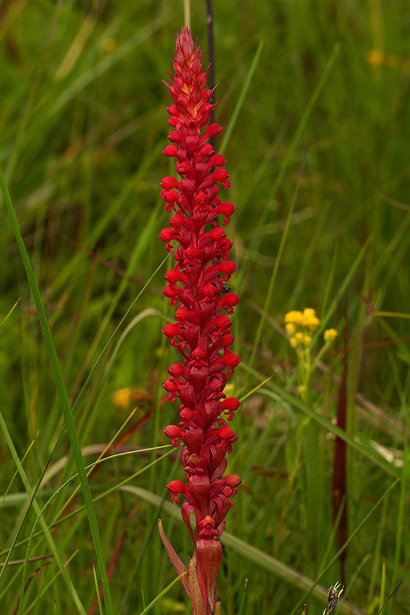 Satyrium coriophoroides flower