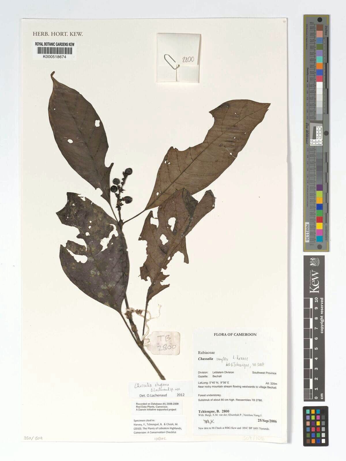 Chassalia simplex — houseplant care guide