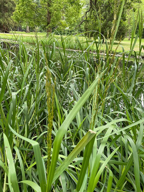 Glyceria maxima leaf