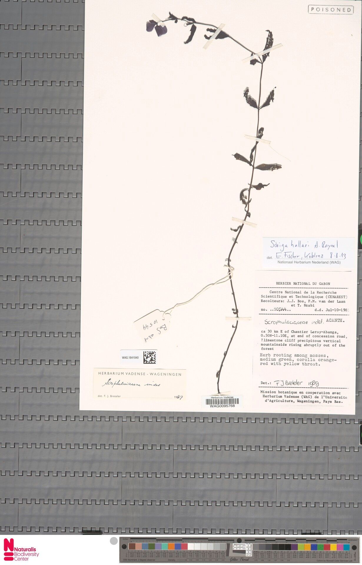 Striga hallei — houseplant care guide