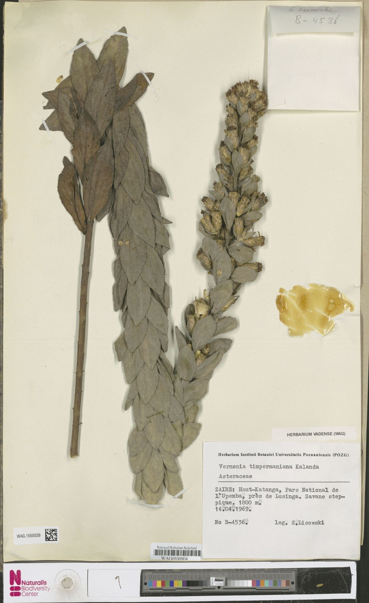 Vernonia timpermaniana — houseplant care guide