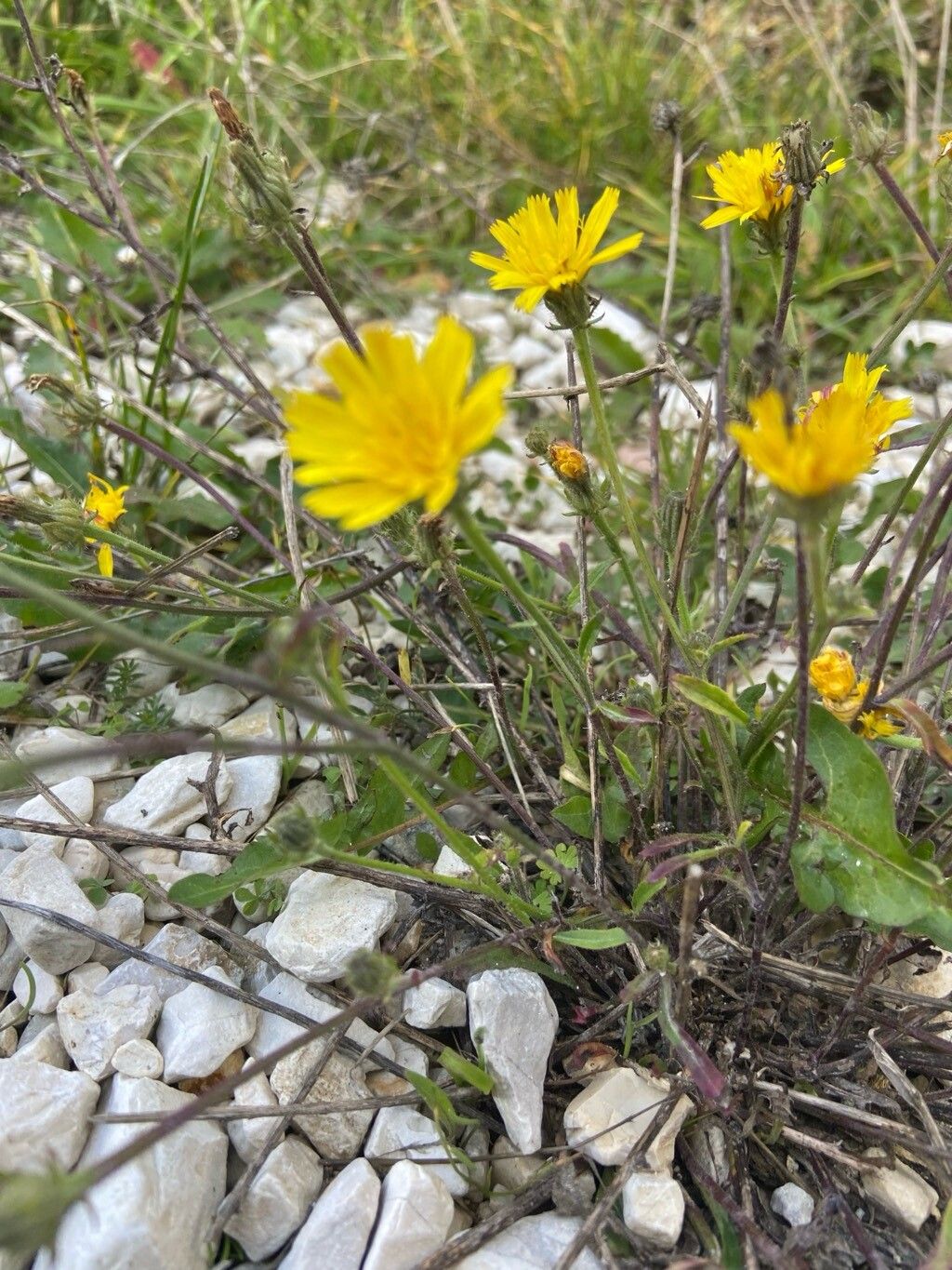 Crepis aspera flower