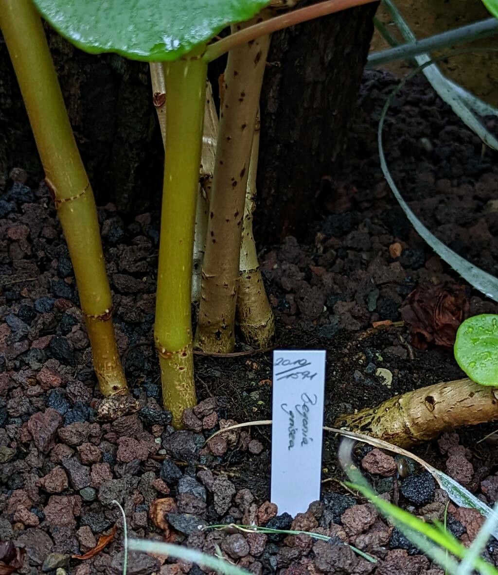 Begonia grisea other