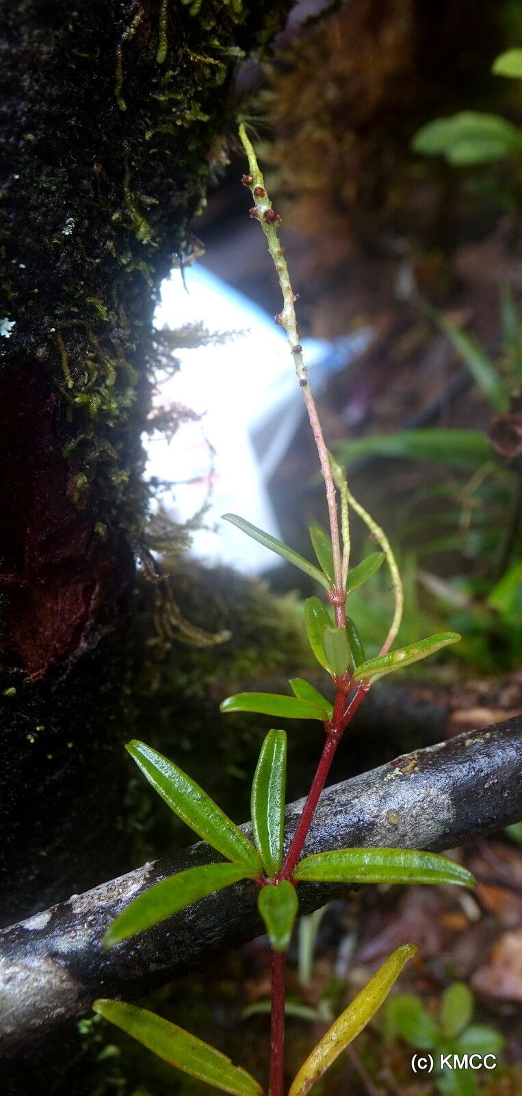 Peperomia humbertii — houseplant care guide