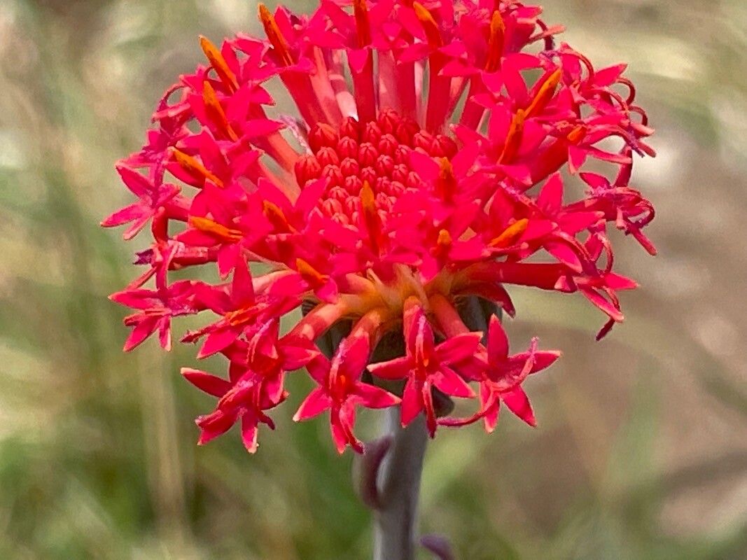 Kleinia abyssinica flower