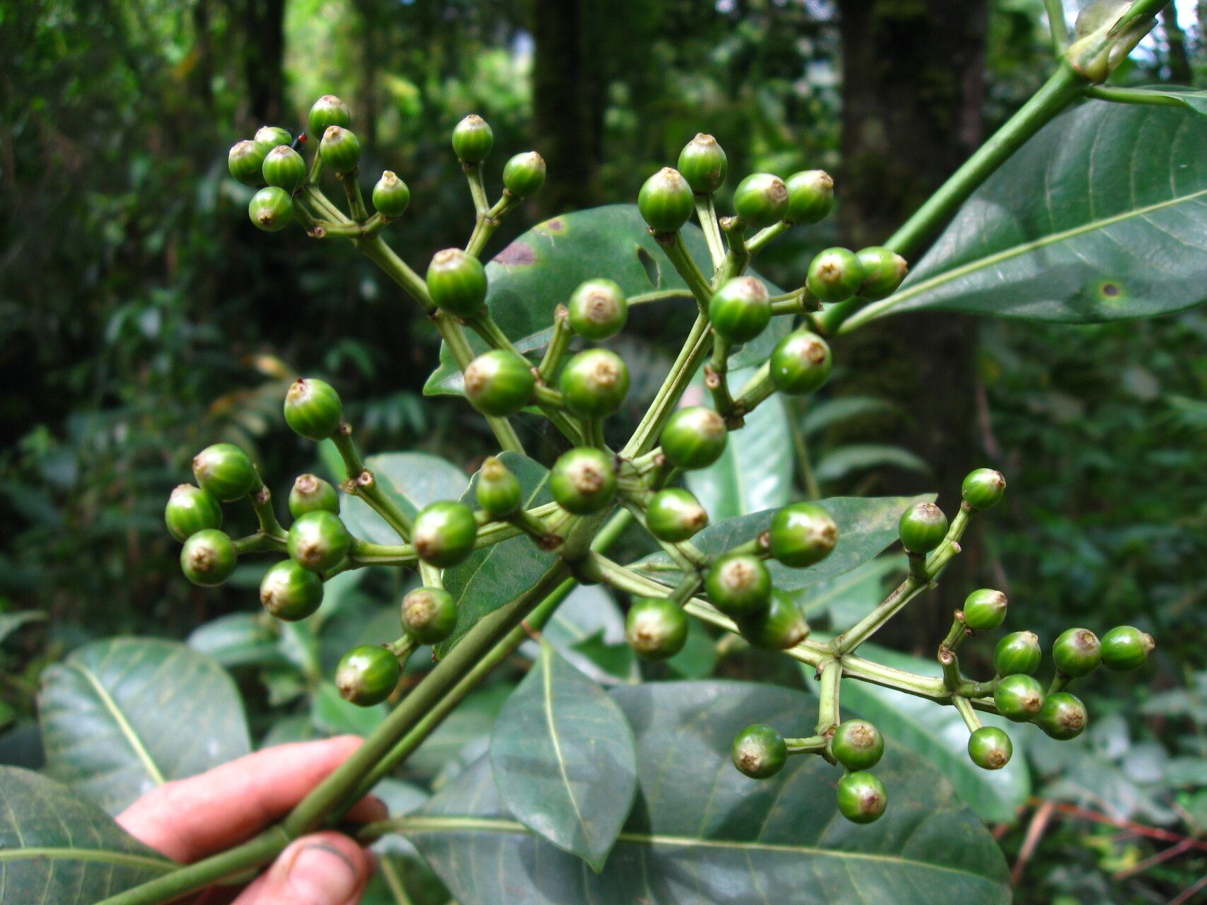 Psychotria succulenta fruit