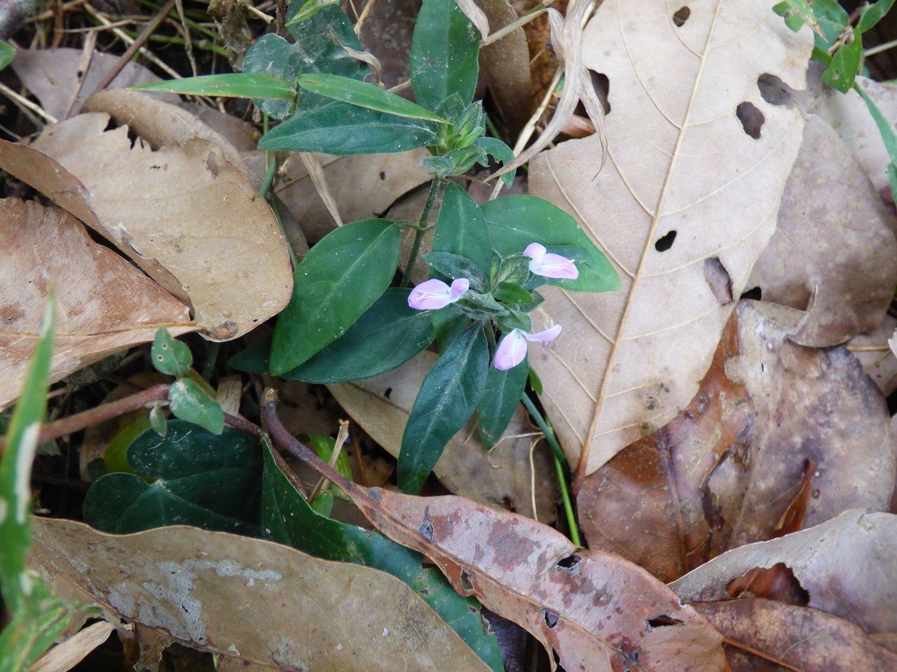 Dicliptera chinensis habit
