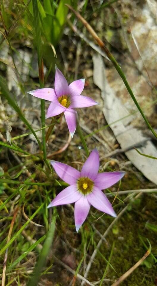 Romulea rosea flower