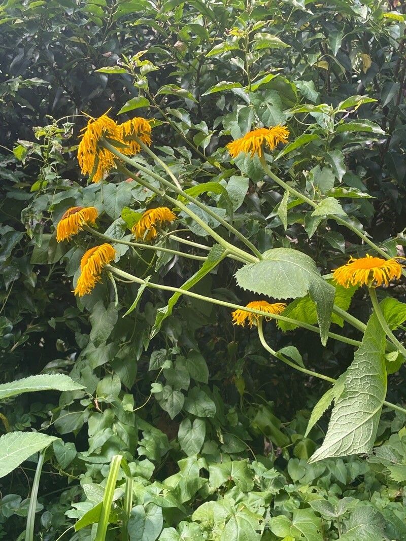 Telekia speciosa flower