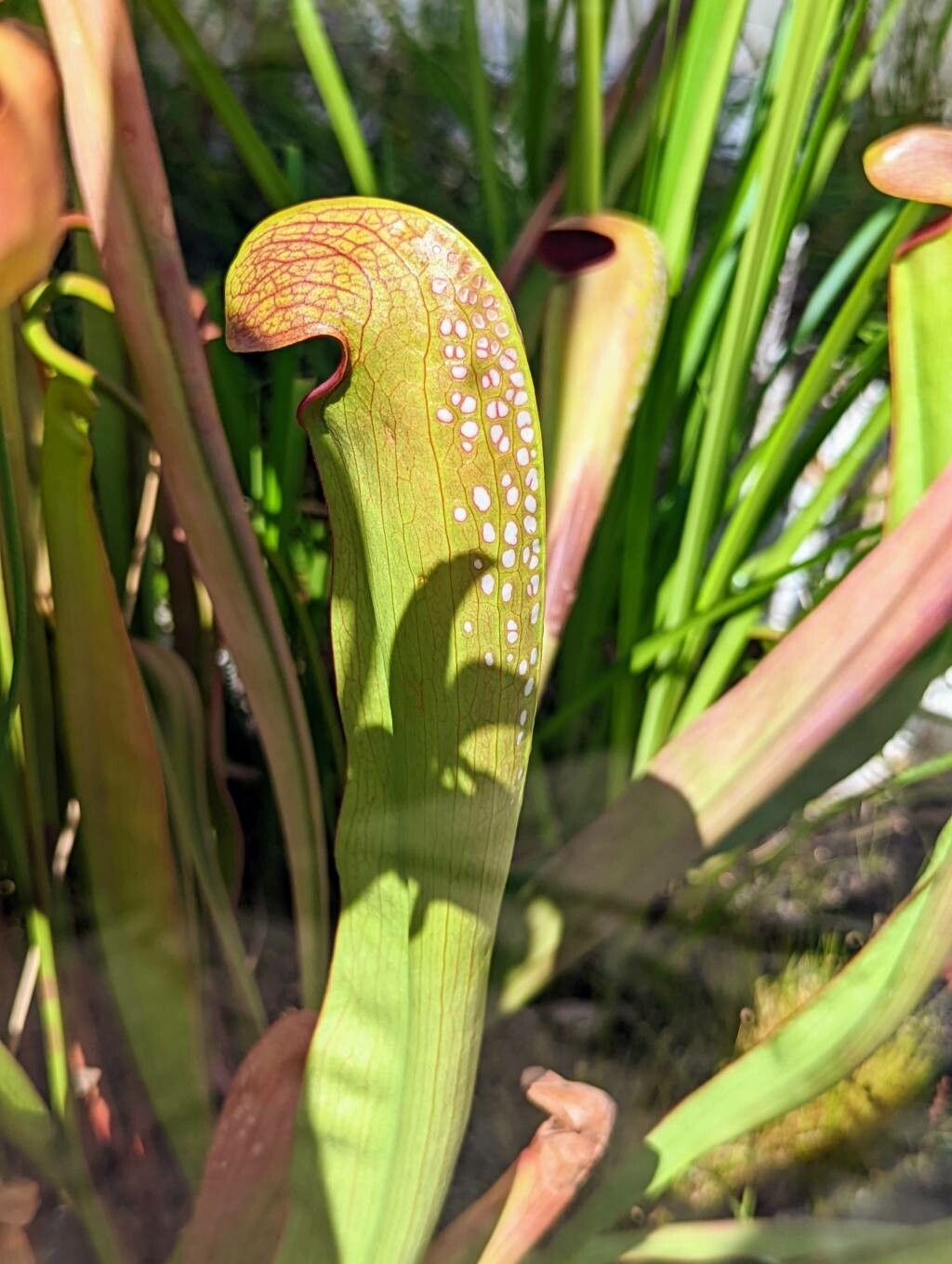 Sarracenia minor