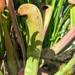 Sarracenia minor