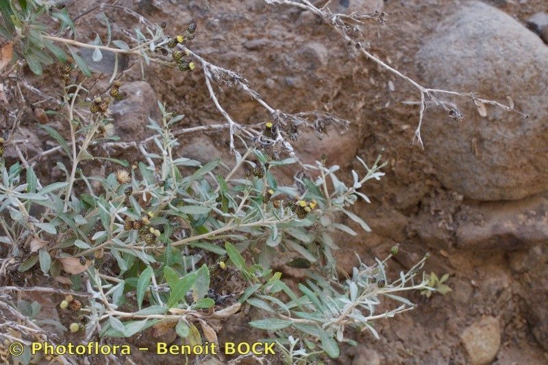 Phagnalon melanoleucum other