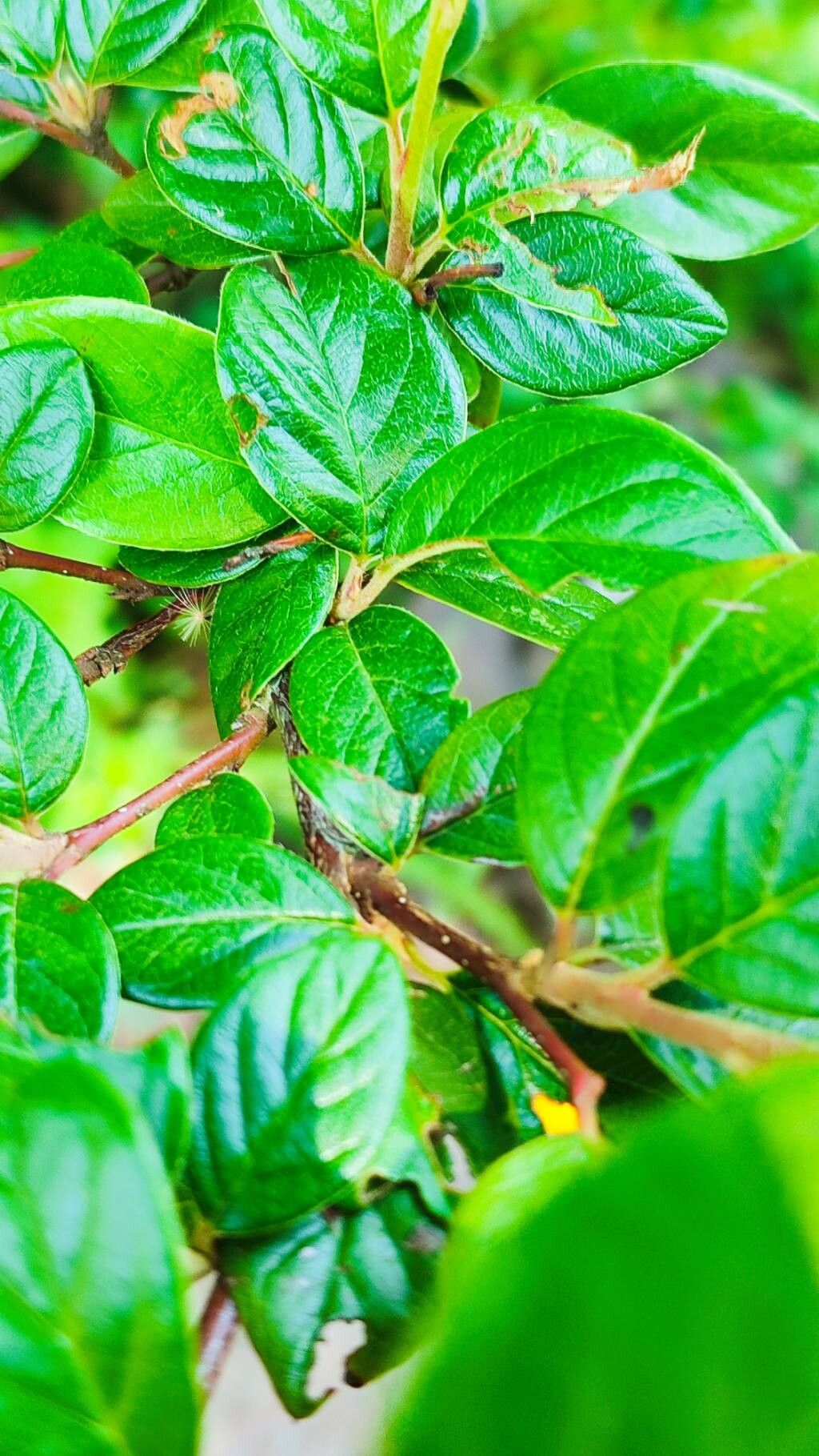 Cotoneaster vandelaarii — houseplant care guide