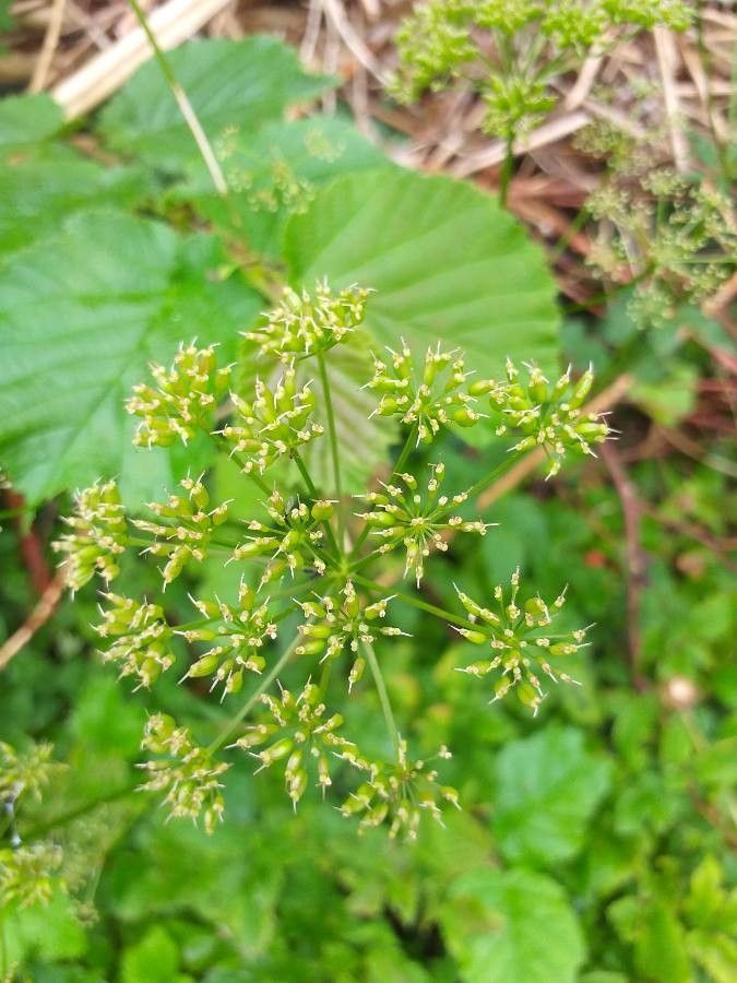 Berula erecta flower