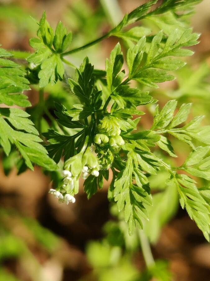 Chaerophyllum tainturieri flower