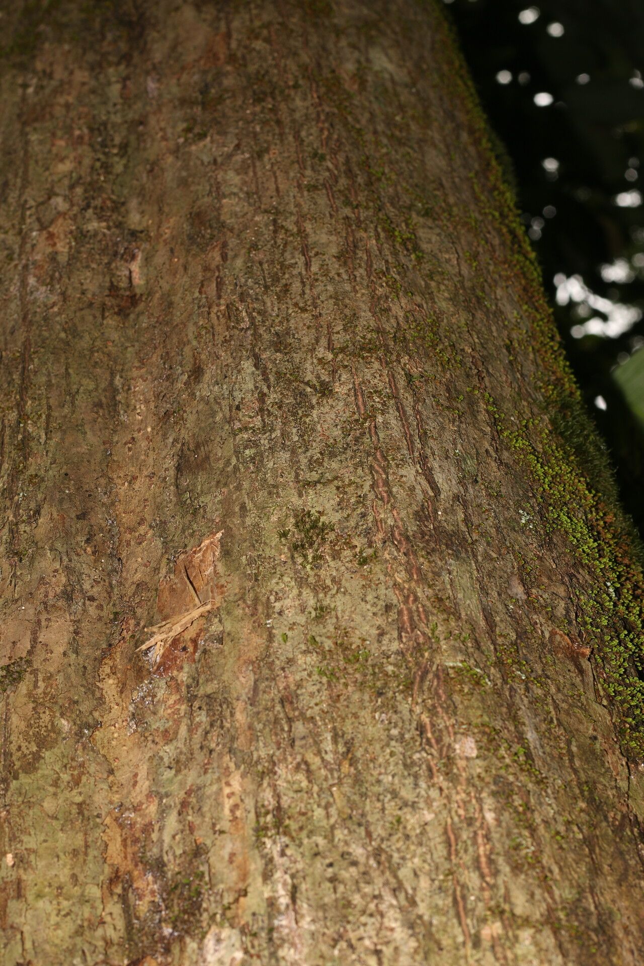Hirtella trichotoma bark