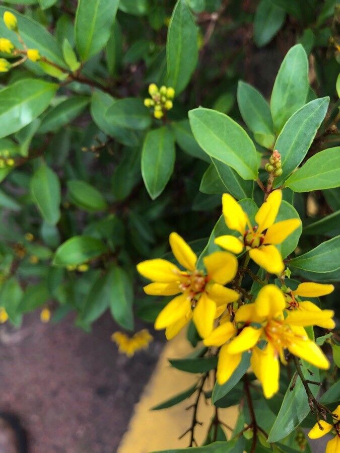 Galphimia glauca flower