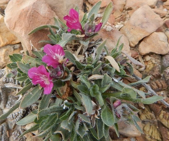 Stenandrium barbatum habit