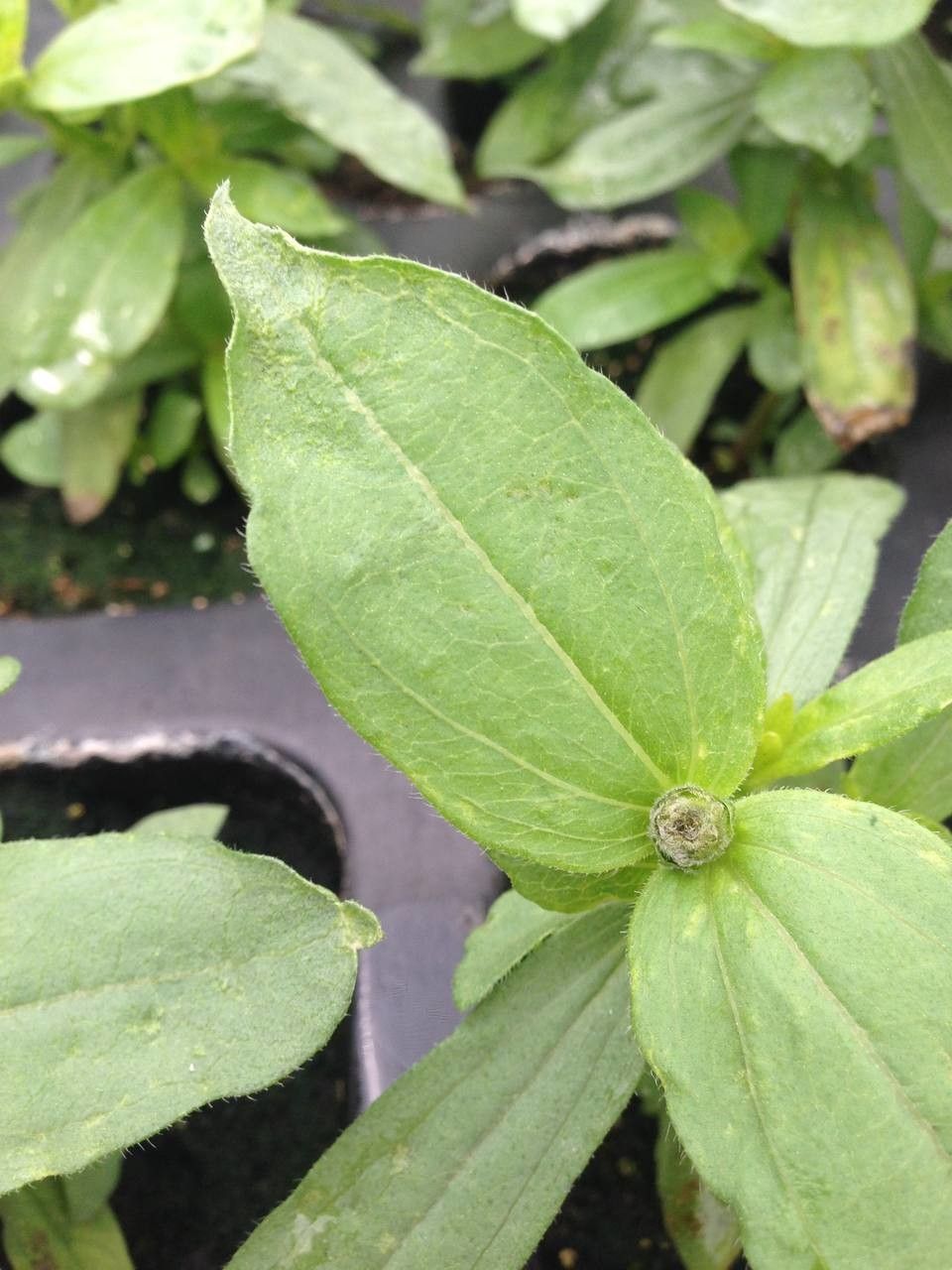 Zinnia spp. — houseplant care guide