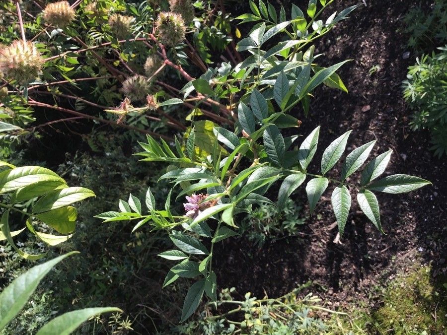 Glycyrrhiza yunnanensis — search result for 'Glycyrrhiza'