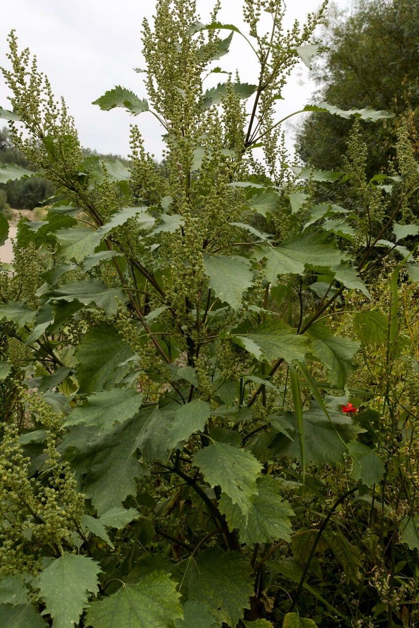 Iva xanthiifolia habit
