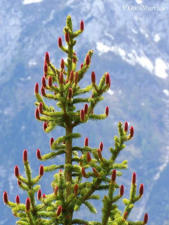 Picea engelmannii leaf
