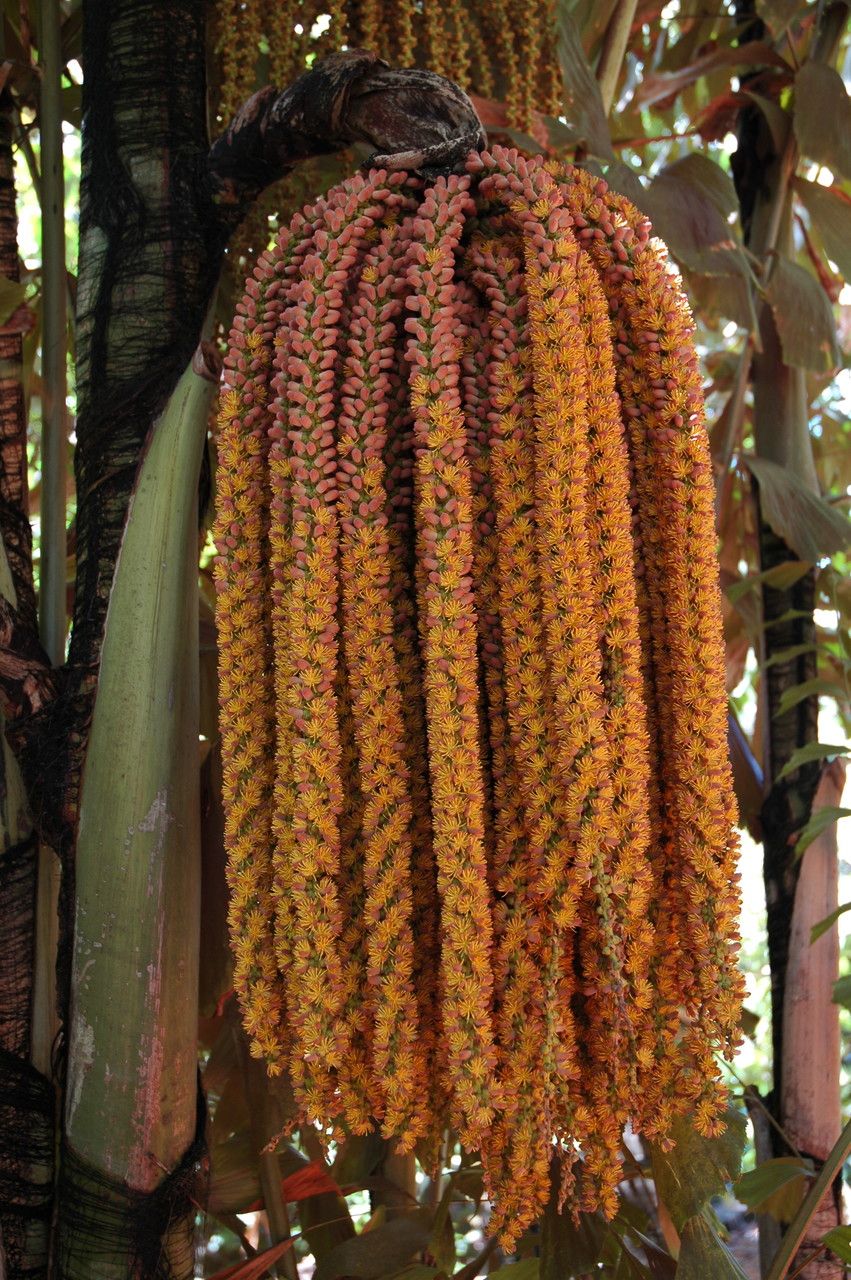 Caryota mitis flower